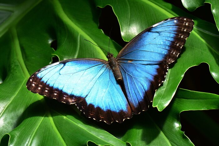 Poster  Papillon bleu sur feuilles vertes