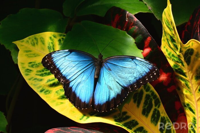 Poster  Papillon bleu sur une feuille