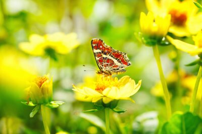 Poster  Papillon rouge et fleurs jaunes