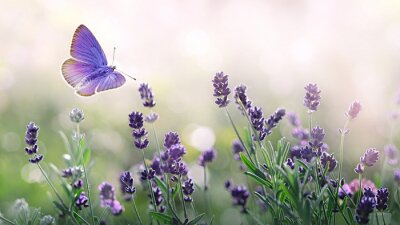 Papillon sur des fleurs de lavande violettes