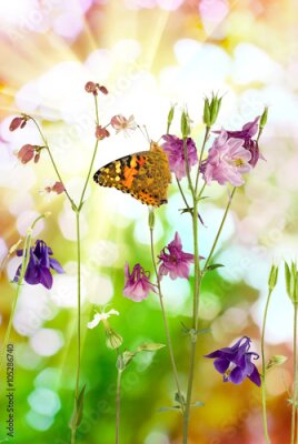Poster  Papillon sur des fleurs sauvages