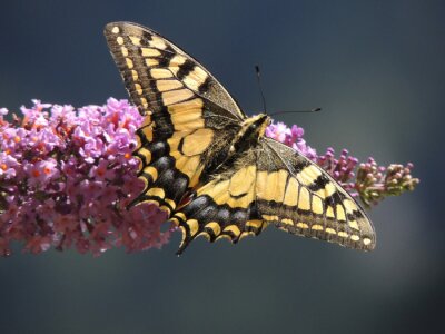 Poster  Papillon sur une fleur de lilas