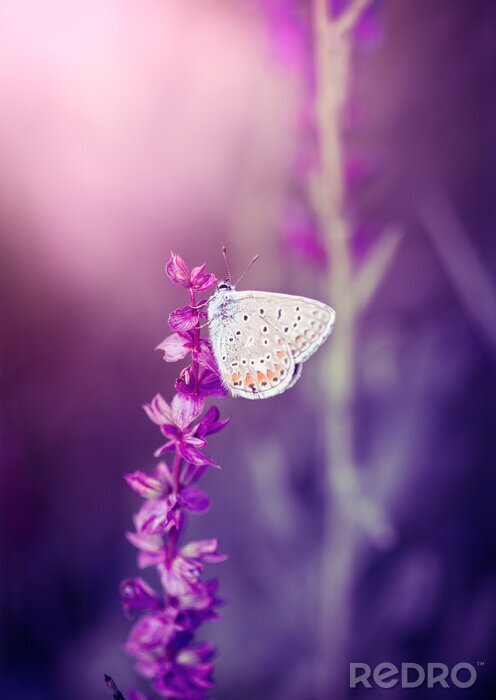 Poster  Papillon sur une fleur mauve