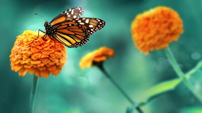 Papillon sur une fleur orange