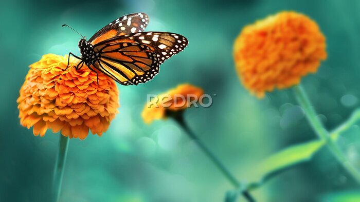 Poster  Papillon sur une fleur orange