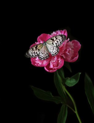 Poster  Papillon sur une fleur rose