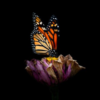Poster  Papillon sur une fleur sur fond noir