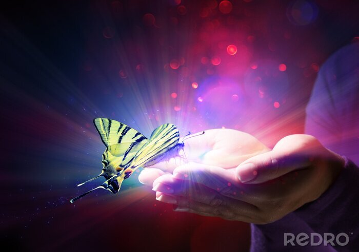 Poster  Papillon volant hors des mains
