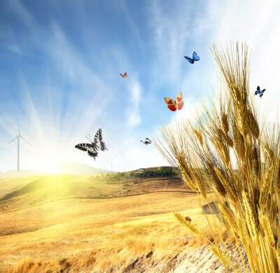 Poster  Papillons et blé sur fond de champs
