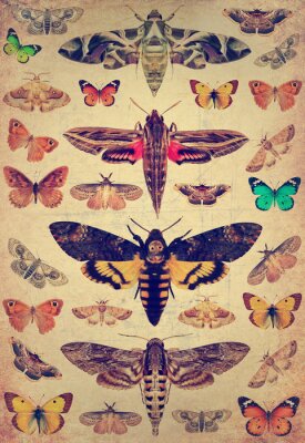 Papillons et mites en gravure rétro