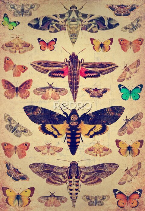 Poster  Papillons et mites en gravure rétro