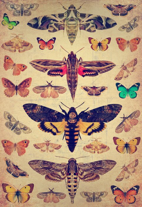 Poster  Papillons et mites en gravure rétro