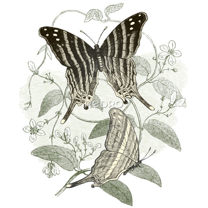 Poster  Papillons gris
