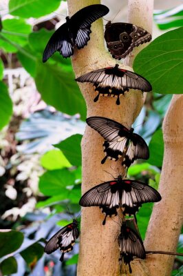 Poster  Papillons noirs nature sur une souche