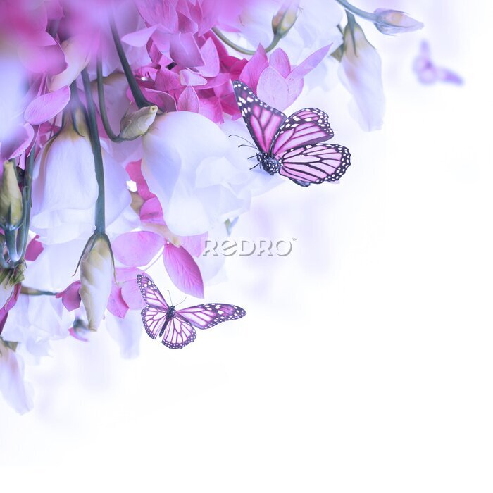 Poster  Papillons roses buvant le nectar des fleurs