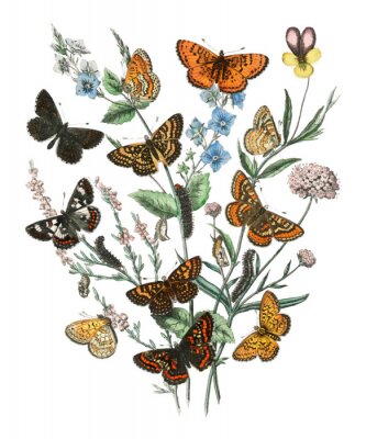 Poster  Papillons sur les brindilles des plantes