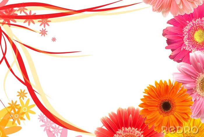 Poster  Pâquerettes colorées et gerberas