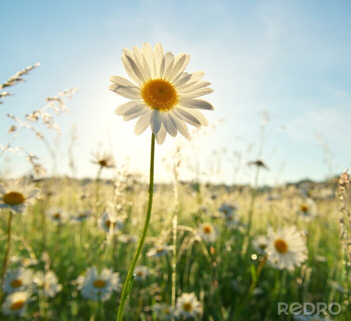 Poster  Pâquerettes dans la clairière