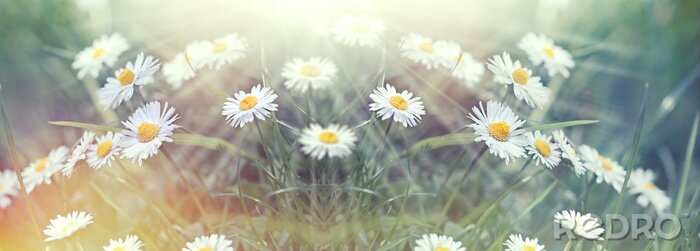 Poster  Pâquerettes pré et gazon