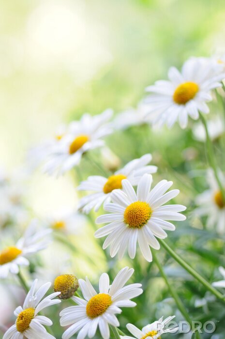 Poster  Pâquerettes un jour d'été
