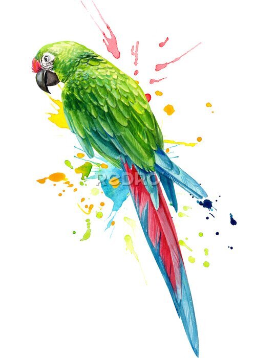 Poster  parrot bird and paint splashes on an isolated white background, watercolor illustration, hand drawing 