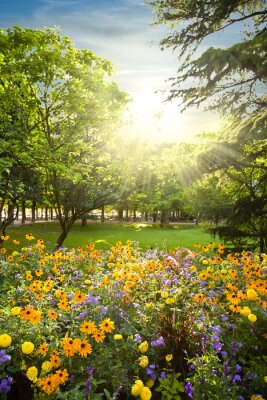 Poster  Parterre de fleurs arrondies par les arbres contre les rayons du soleil coucher du soleil