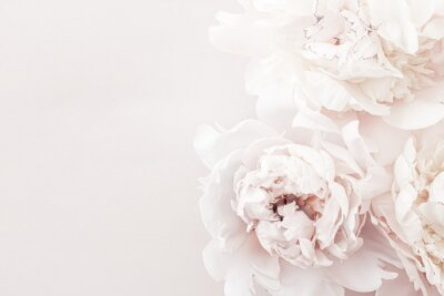 Pastel peony flowers in bloom as floral art background, wedding decor and luxury branding design