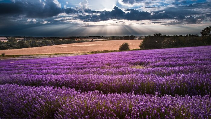Poster  Paysage avec lavande et beau ciel