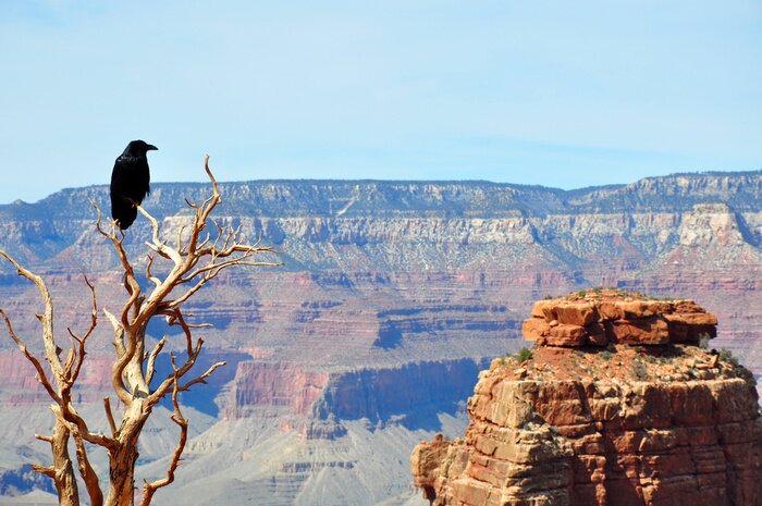 Poster  Paysage avec un corbeau