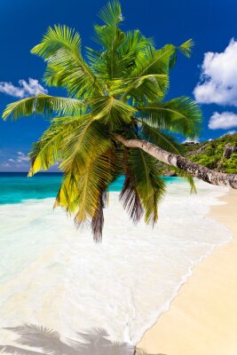 Paysage avec un palmier et une plage de sable blanc