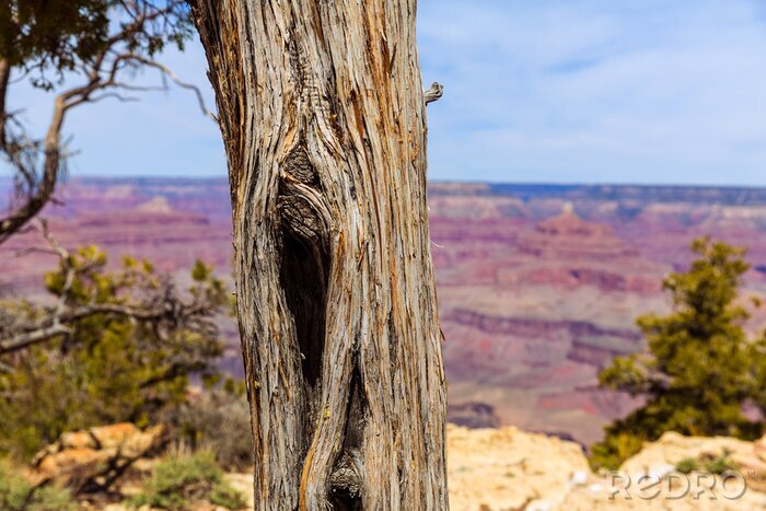 Poster  Paysage d'arbres sur fond de Grand Canyon