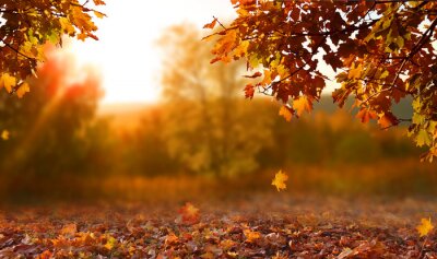 Poster  Paysage d'automne avec des feuilles
