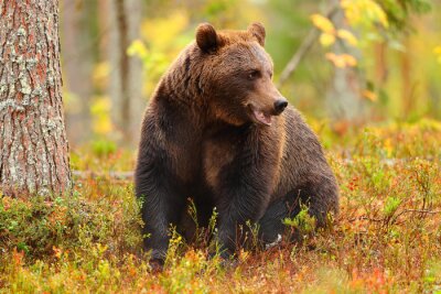Paysage d'automne avec un ours