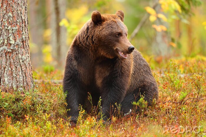 Poster  Paysage d'automne avec un ours