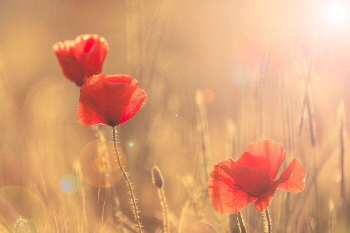 Poster  Paysage d'été de fleurs de champ