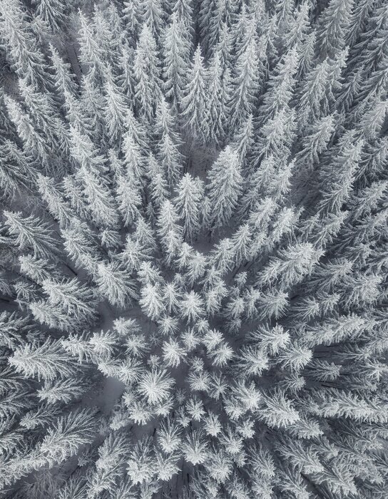 Poster  Paysage d'hiver de l'air. Forêt en arrière-plan