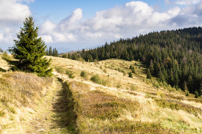 Poster  Paysage d'une clairière forestière