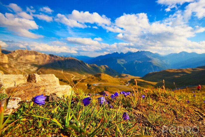 Poster  Paysage d'une prairie fleurie dans les montagnes