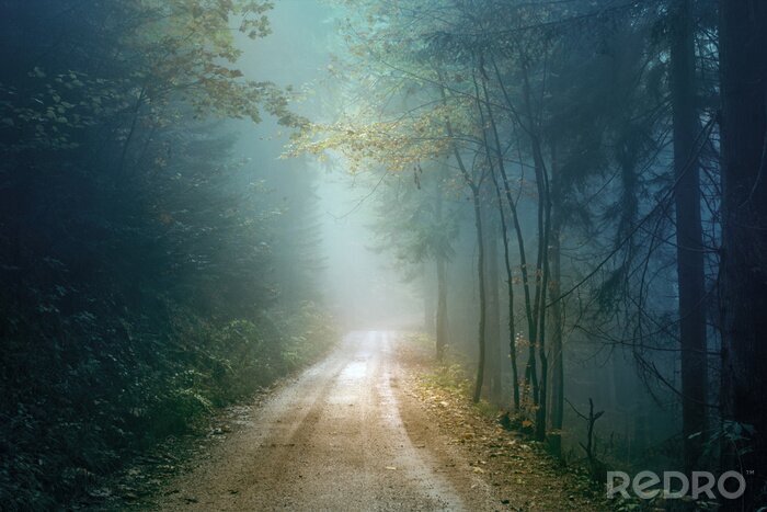 Poster  Paysage de chemin forestier 3d