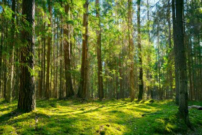 Paysage de clairière verte dans la forêt