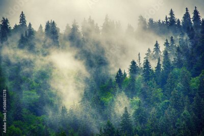 Paysage de forêt de conifères en montagne brumeuse