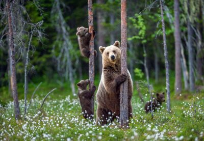 Paysage de la forêt avec des ours