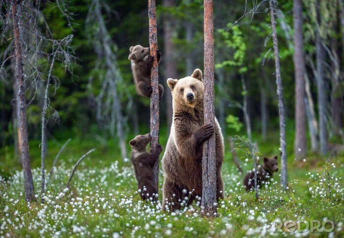 Poster  Paysage de la forêt avec des ours