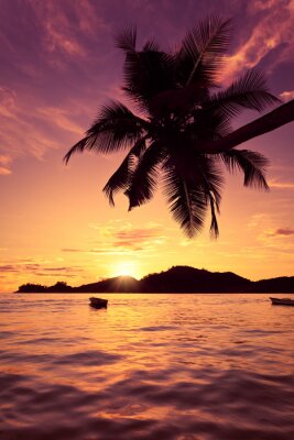 Poster  Paysage de mer avec un palmier
