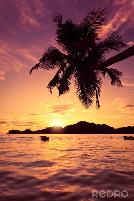 Poster  Paysage de mer avec un palmier