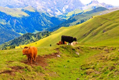 Poster  Paysage de montagne avec des vaches