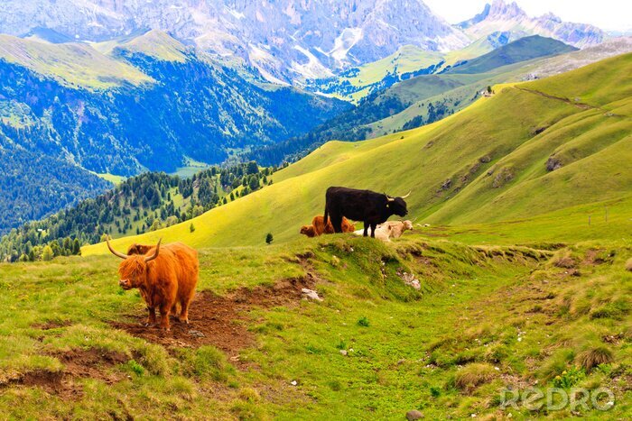 Poster  Paysage de montagne avec des vaches