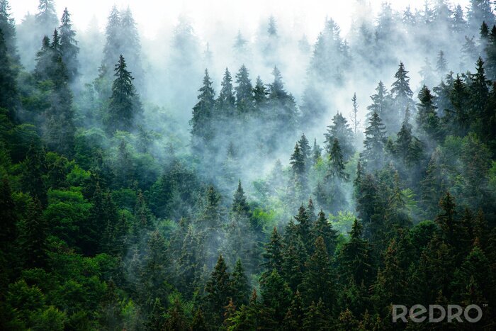Poster  Paysage de montagne brumeuse