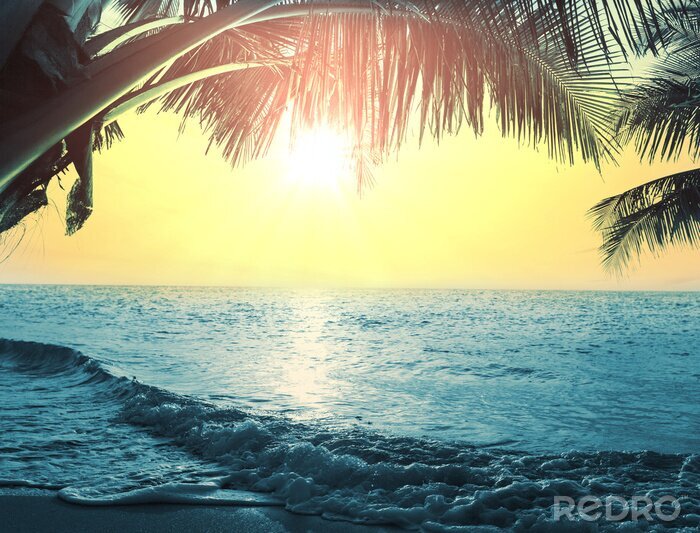 Poster  Paysage de plage tropicale sous les palmiers