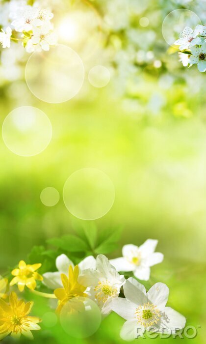 Poster  Paysage de printemps avec de petites fleurs